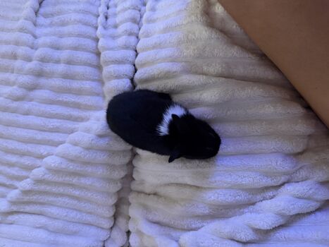 Full leaked Dahnikz private onlyfans photo