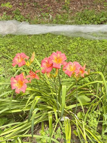 leepicawesomeswagbucks