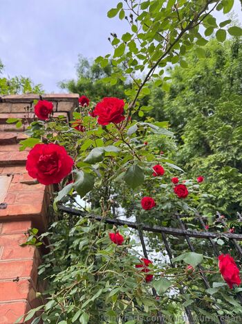 Full leaked Yumi yumi chan page private onlyfans photo